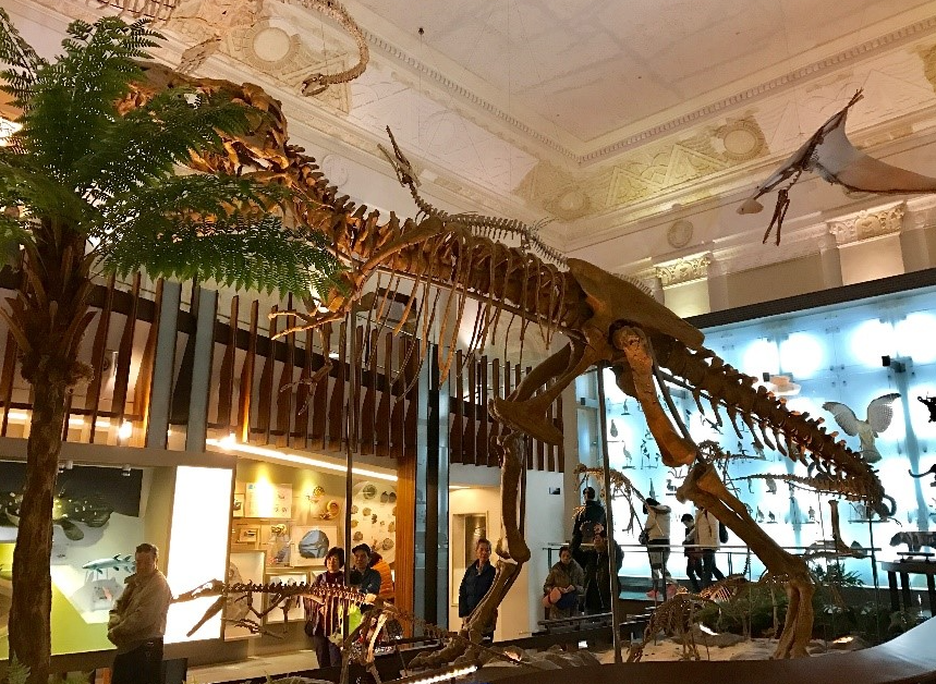 ▼台灣博物館古生物館 ▼台灣博物館古生物館