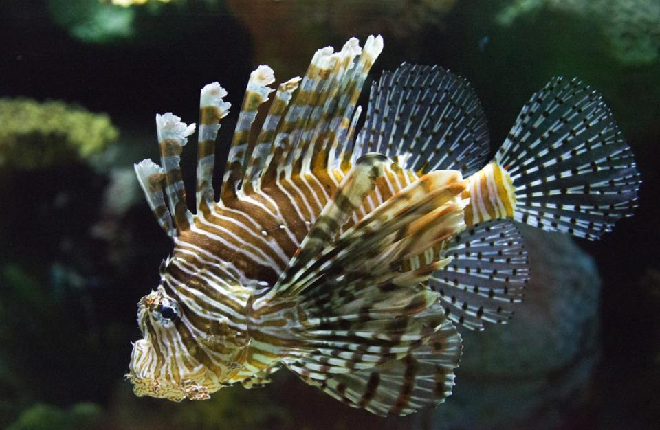 ▼ 澎湖水族館內有許多獨特海洋生物，美麗又奇幻