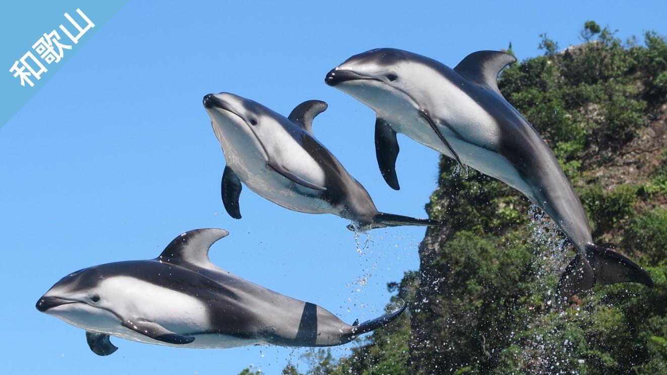 ▼ 和歌山樂享周遊券。太地町立鯨魚博物館 入館票及投餵體驗