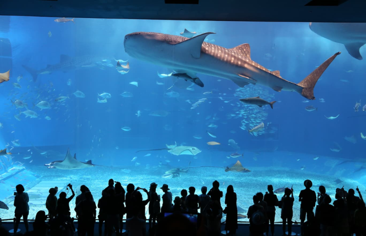 ▼ 景點可選「 🔥熱門必遊景點－美麗海水族館」，是亞洲最大、世界前三大的水族館，有著7,500立方公尺的「黑潮之海」水槽，還有成群的鯨鯊與鬼蝠魟，是沖繩親子遊必訪景點首選！